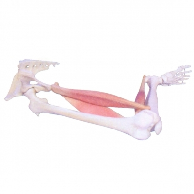 肌肉定點(diǎn)、動點(diǎn)、動態(tài)模型