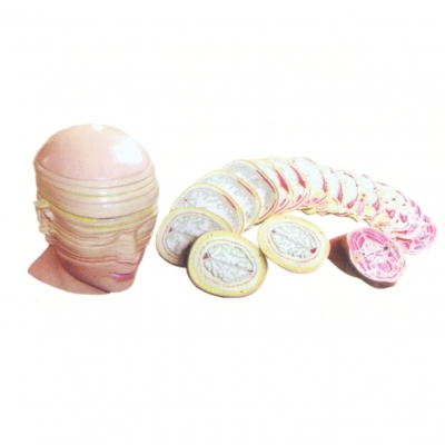 人體頭頸部橫斷斷層解剖模型