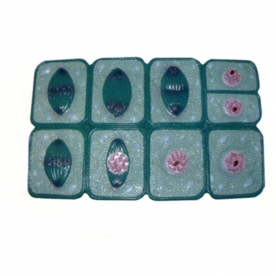 植物細胞有絲分裂模型