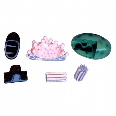 細胞器放大模型