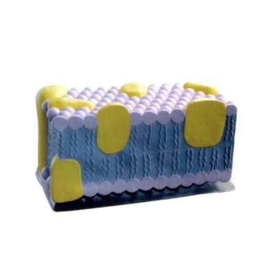 細胞膜放大模型