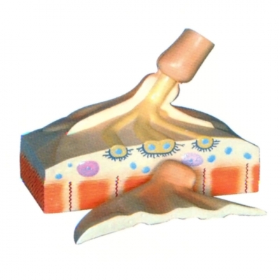 運(yùn)動終板模型