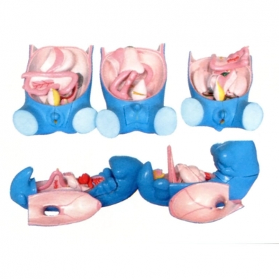 消化、呼吸、泌尿生殖、體腔的發(fā)生模型