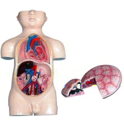 胎兒血液循環(huán)及胎盤(pán)模型