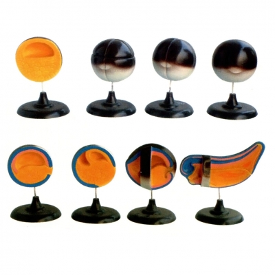 蛙胚胎發(fā)育過(guò)程模型