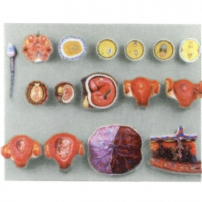 受精與早期胚胎發(fā)育過(guò)程模型