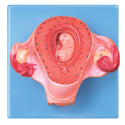 二個(gè)月胚胎模型