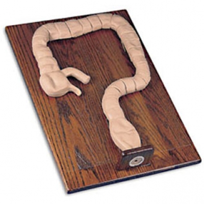 乙狀結(jié)腸鏡檢查模型