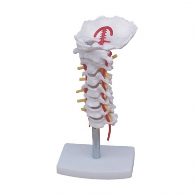 頸椎帶頸動(dòng)脈、后枕骨、椎間盤與神經(jīng)模型