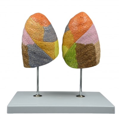 人體左右肺模型