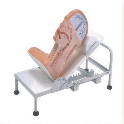 高級(jí)吞咽機(jī)制模型