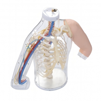 高級(jí)上臂肌肉注射及對(duì)比模型(帶檢測(cè)警示系統(tǒng))