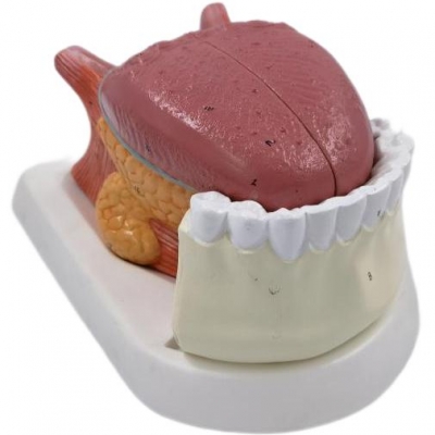 舌解剖連牙模型（4部件）