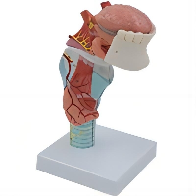 喉連舌、牙模型
