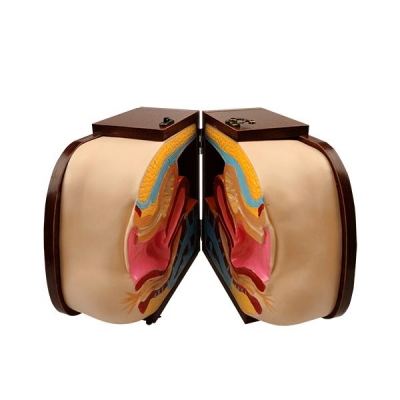 高級(jí)女性避孕器指導(dǎo)模型