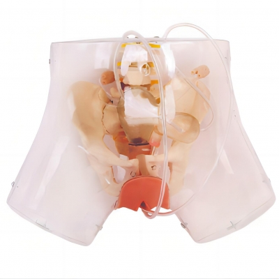 高級透明刮宮模型