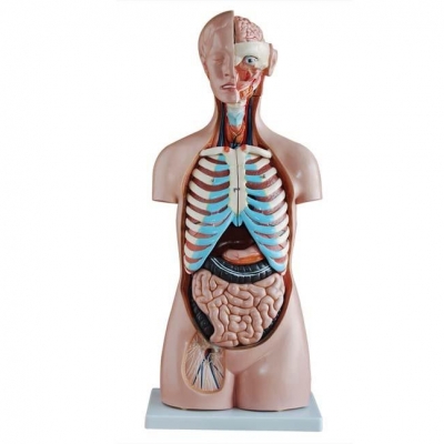 85CM 無(wú)性軀干 20 部分