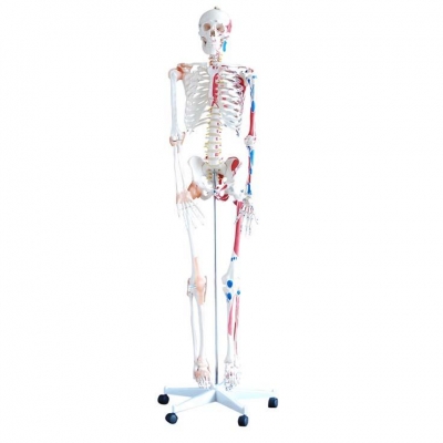 肌肉和韌帶的骷髏 高180cm