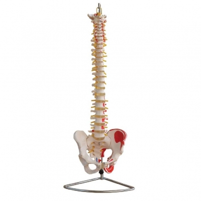 自然大脊椎模型(帶骨盆）