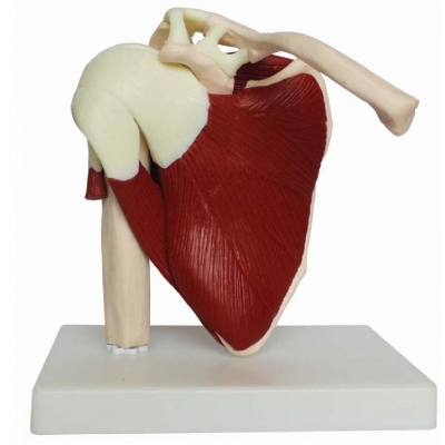 真人大小的肌肉肩關(guān)節(jié)