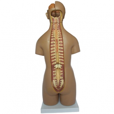 55CM 男女通用軀干 20 件