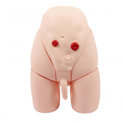 男性導(dǎo)尿示教模型