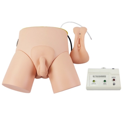 電子導(dǎo)尿灌腸教學(xué)實(shí)習(xí)模型