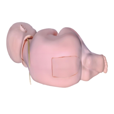 高級(jí)新生兒腰椎穿刺模型