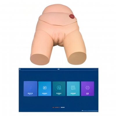 高級女性導尿模型（軟件版）