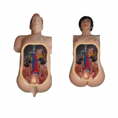 高仿真泌尿內鏡技能訓練人體模型