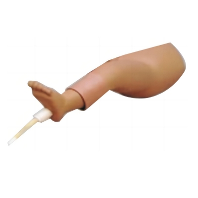 嬰兒骨內灌注模型